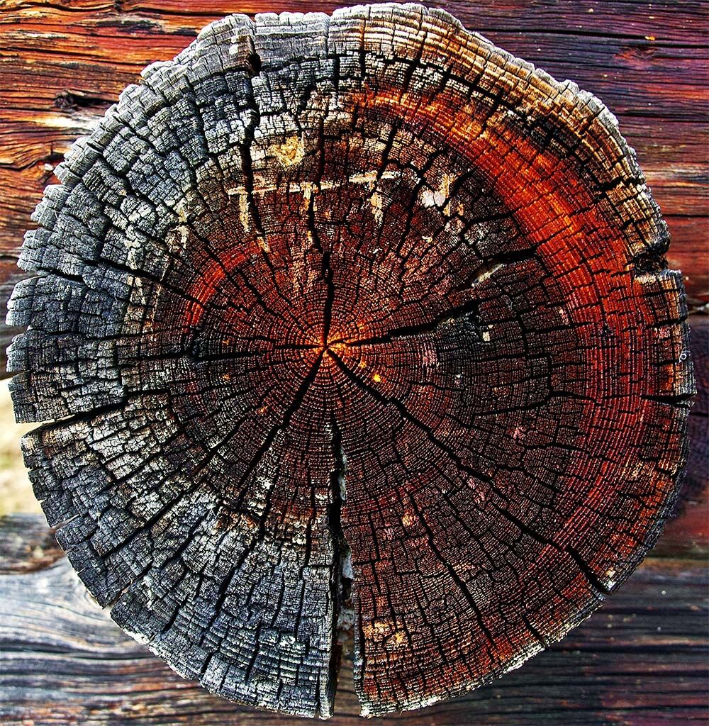 Nachhaltige Kreislaufwirtschaft: Aus der Natur zur Natur zurück