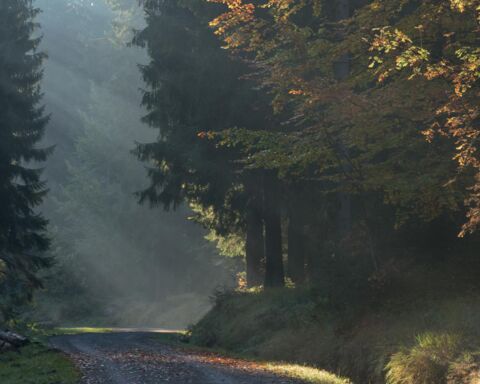 Bergwaldprojekt Erzgebirge: Strom und Waldförderung