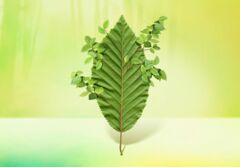 Baum: Flatterulme Wald Holz Papier