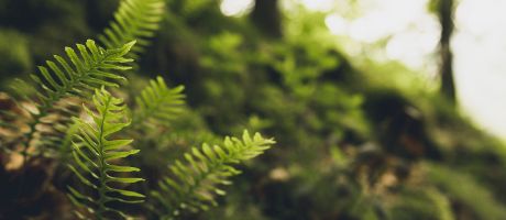 Waldschutz-Waldprojekte des WWF