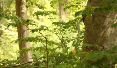 Waldwissen: Bäume & Etagen des Walds