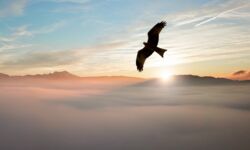 Windräder töten Vögel Windkraftanlagen Vogeslschutz Umweltschädlich