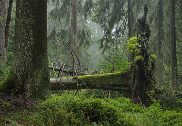 Waldschutz-Waldprojekte: WWF Projekt Thüringen