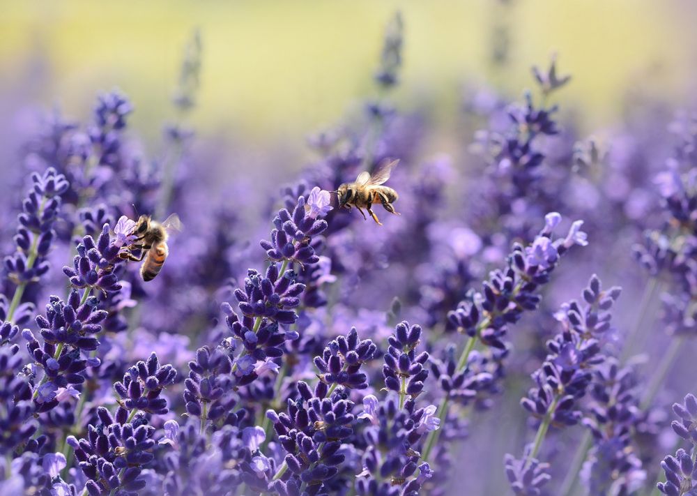 Lavendel: Tipps fürs Bienen-Schützen
