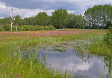 Waldschutz-Waldprojekte: WWF Projekt Gewässerschutz Drömling