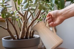 Urlaub Pflanzen Blumen Gießen DIY Bewässerungskugeln