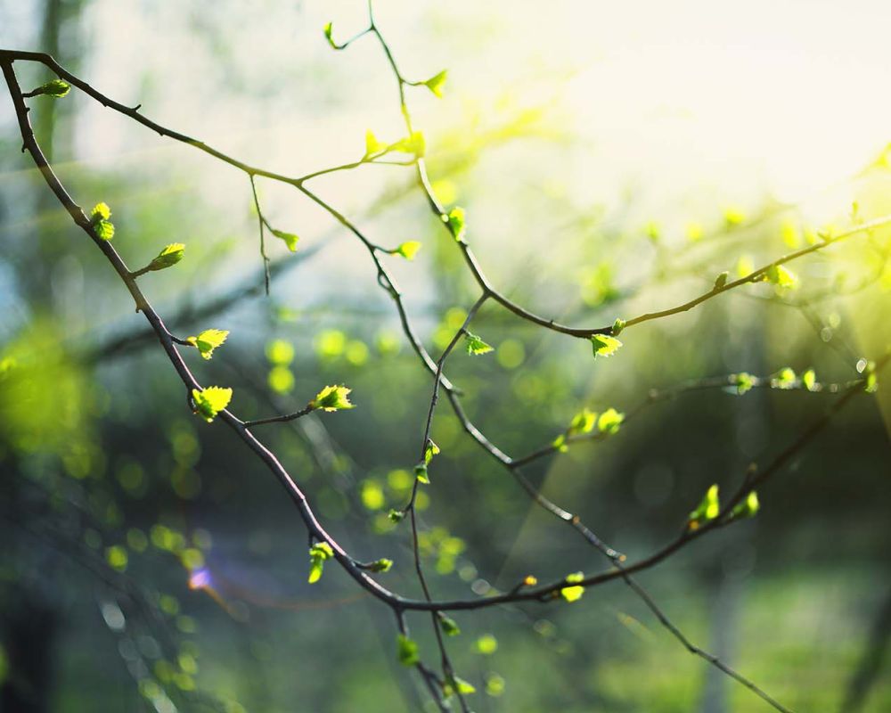 Waldgebiet des Jahres; Stadtwald Augsburg; Wald von Wichtigkeit