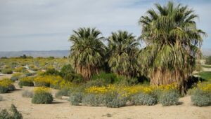 Greening the Desert Jordanien Permakultur Geoff Lawton