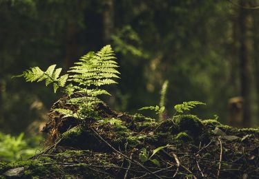 sauber-wald-wershofen-eifel