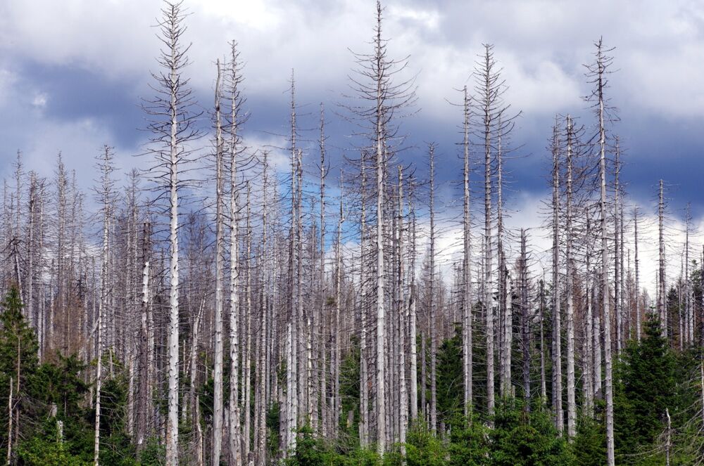 Fichtensterben Fichten Sterben Artenvielfalt Biodiversität Borkenkäfer Klimawandel Klimakrise
