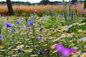 Rasen Mähen Biodiversität Artenvielfalt Trockenheit Hitze Grüne Wüste