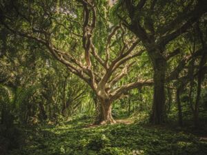 Urwald Mischwald CO2 Speicher Regenwald Moore Schutz Klima Schützen Kompensation