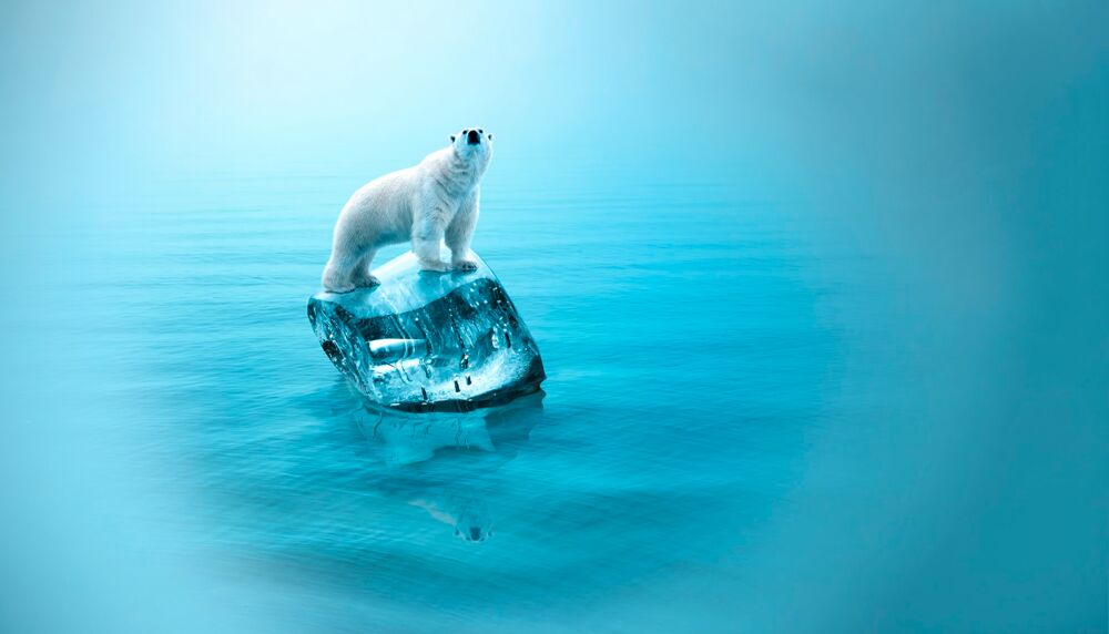 Was bedeutet der Klimawandel für Eisbären?