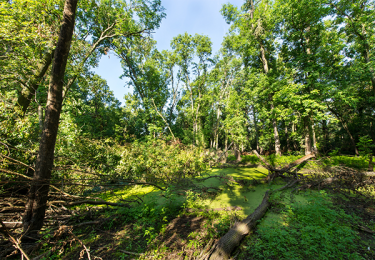 Waldschutz-Waldprojekte: WWF Projekt Mittlere Elbe