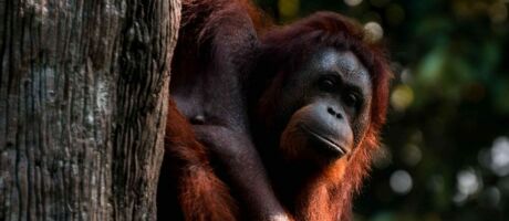 Rimba Raya Borneo Palmöl Orang Utan Schutz Birute Galdikas Jane Goodall Regenwald
