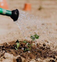 SEKEM Sahara Sekem Ibrahim Abouleish Permakultur Permaculture Ägypten Wüste