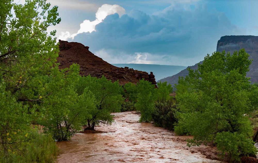 Natur Wald Hochwasser Wasser