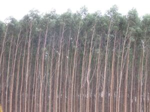 Eukalyptus Plantage Bäume pflanzen Kritik Klimakompensation Kalifornien Waldbrände