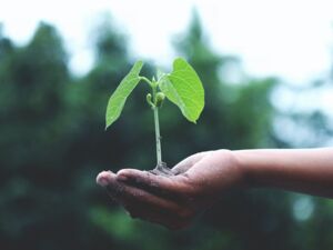Bäume Pflanzen Klimakompensation Emissionen kompensieren Kritik Aufforsten Wälder schützen