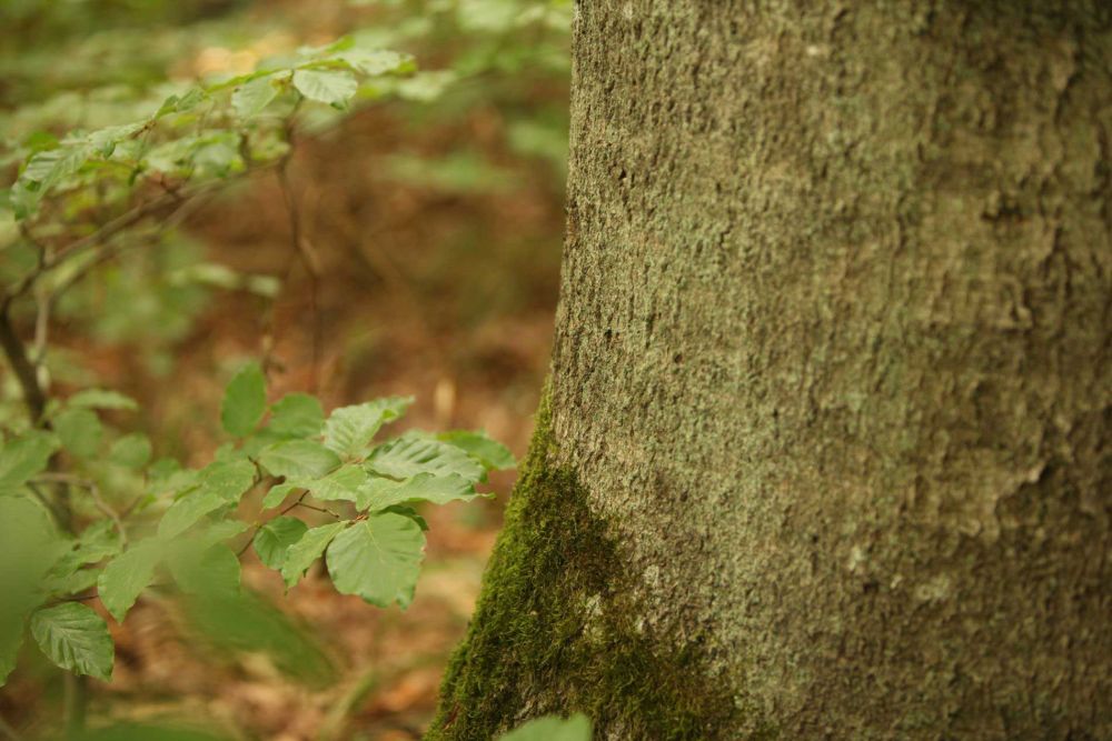 Nachhaltige Kreislaufwirtschaft: Aus der Natur zur Natur zurück