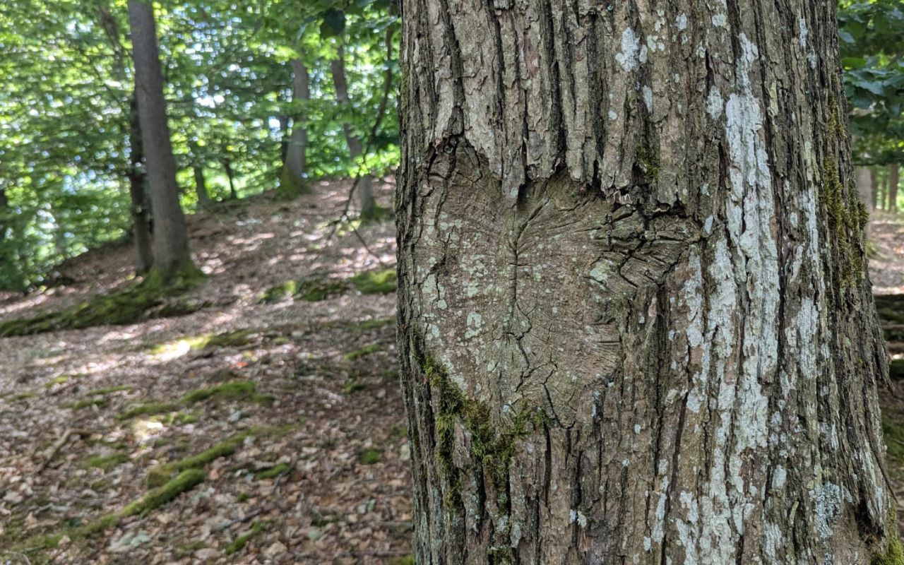 Stamm eines Baumes im UrwadProjekt. Die Rinde hat die Form eines Herzens gebildet.