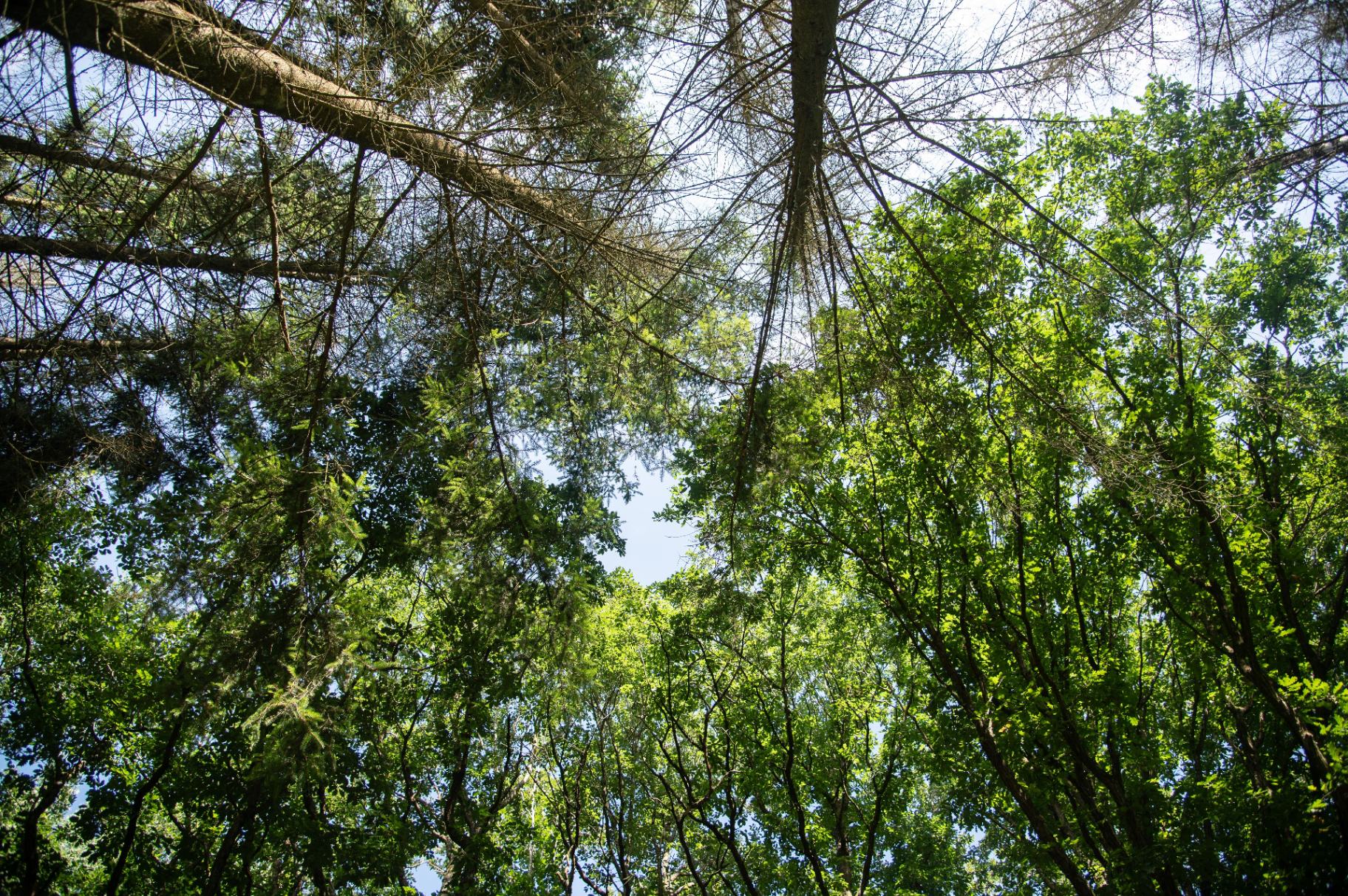 Kahle Fichten im Kontrast zu grünen Buchen