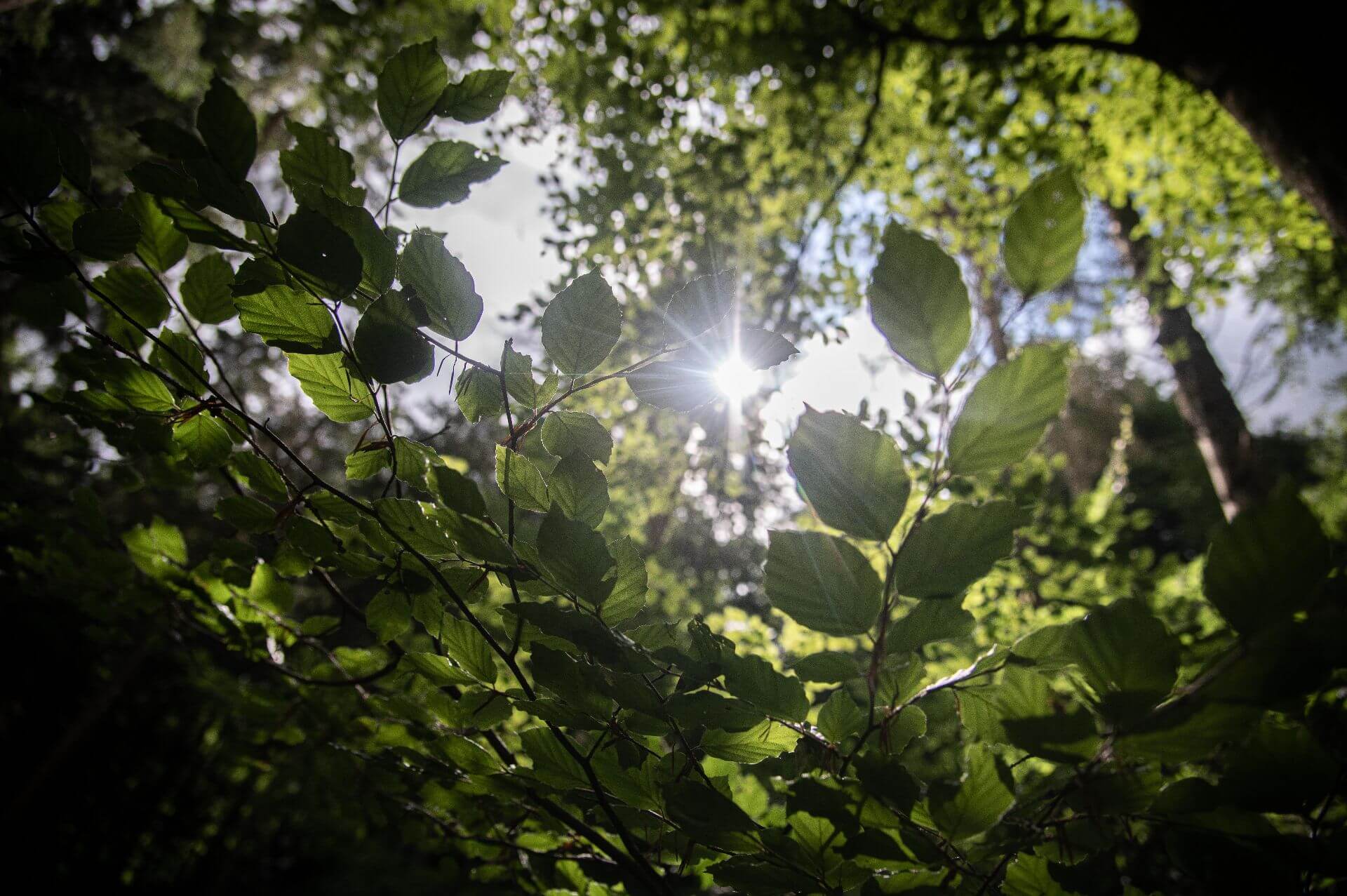 Sonne scheint durch die Blätter einer Buche