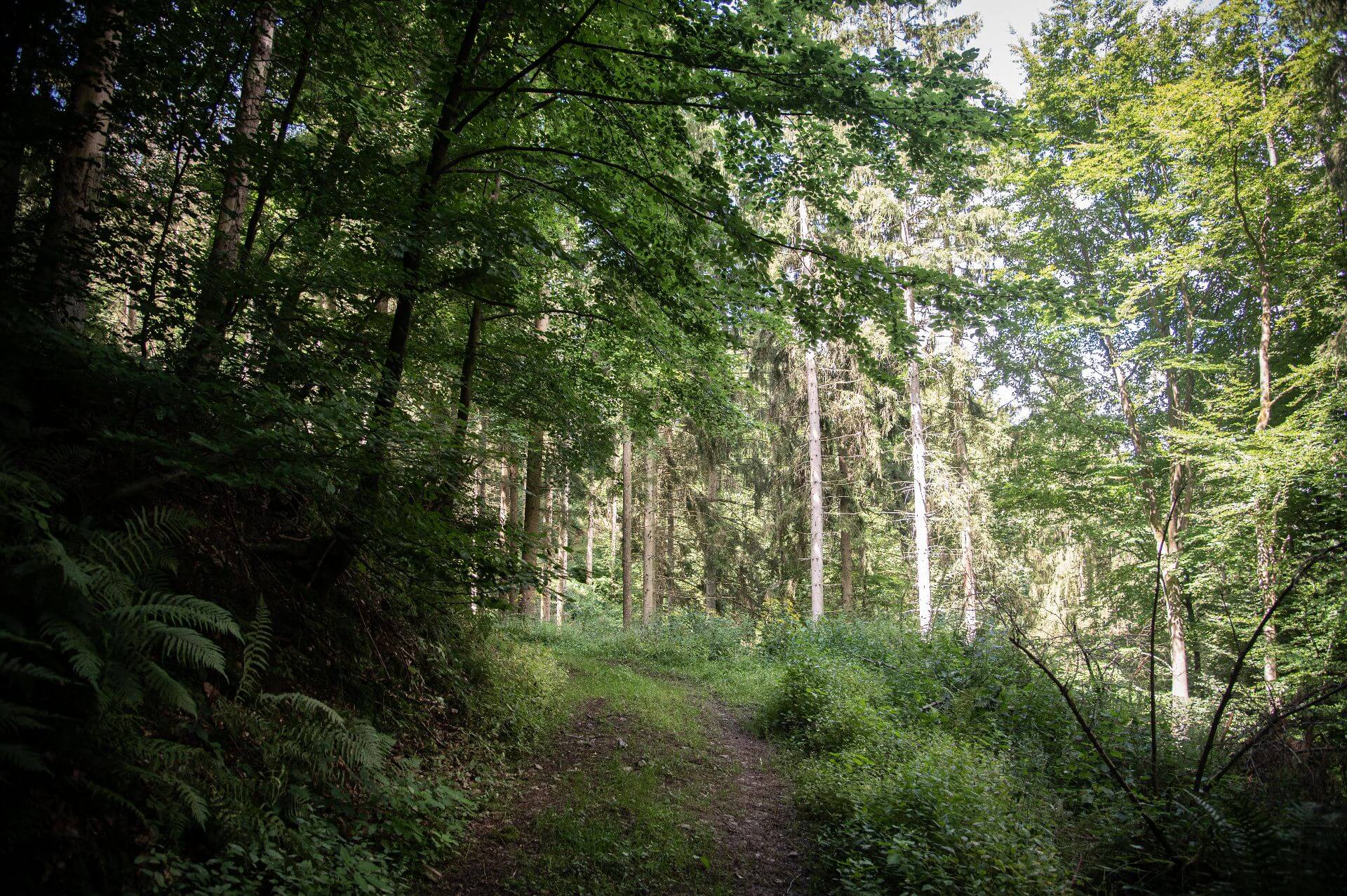 Pfad trennt Fichten von Buchen