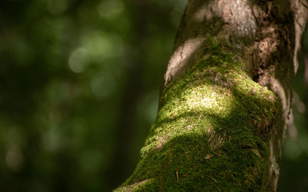 Baumstamm SAUBER ENERGIE Wald Wohllebens Waldakademie