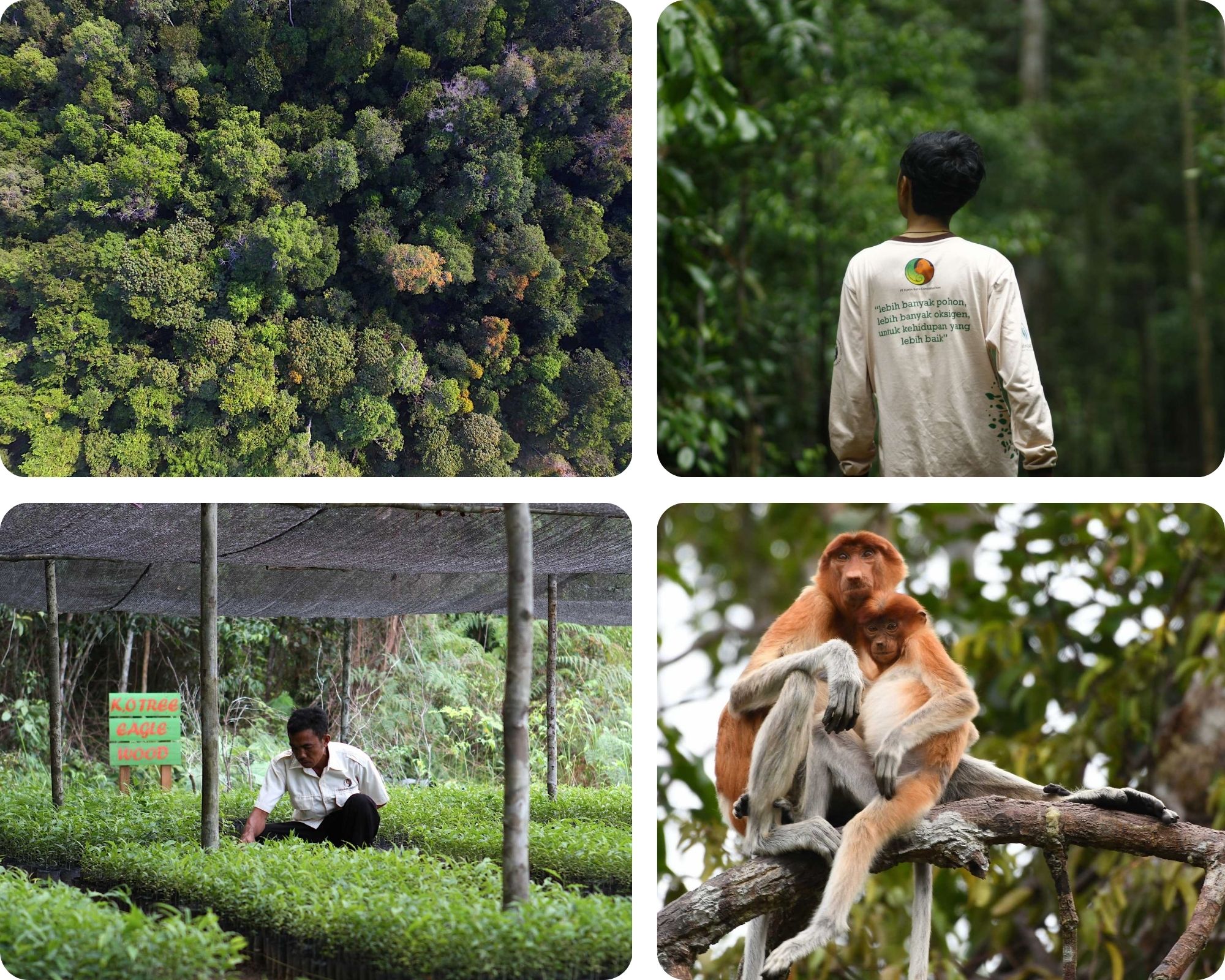 Bilder Rimba Raya: Wald Mensch Affe. Klimaschutz CO2-Kompensation