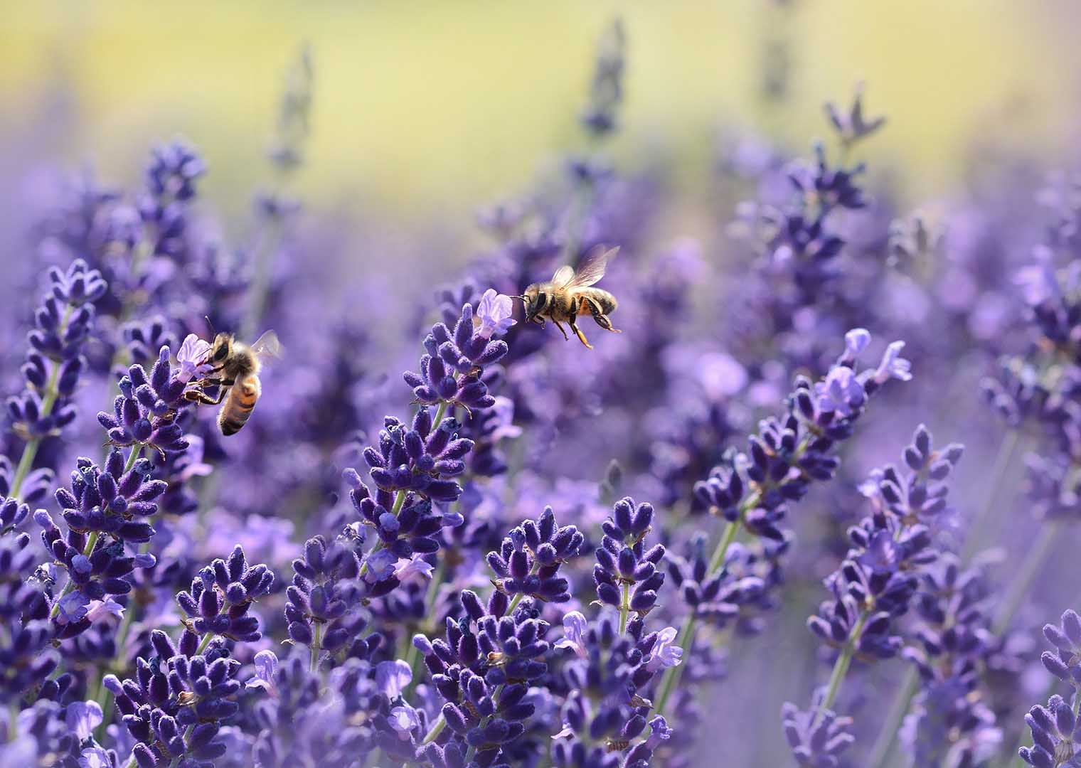 Lavendel: Bienenfreundliche Garten-Tipps fürs Bienen-Schützen