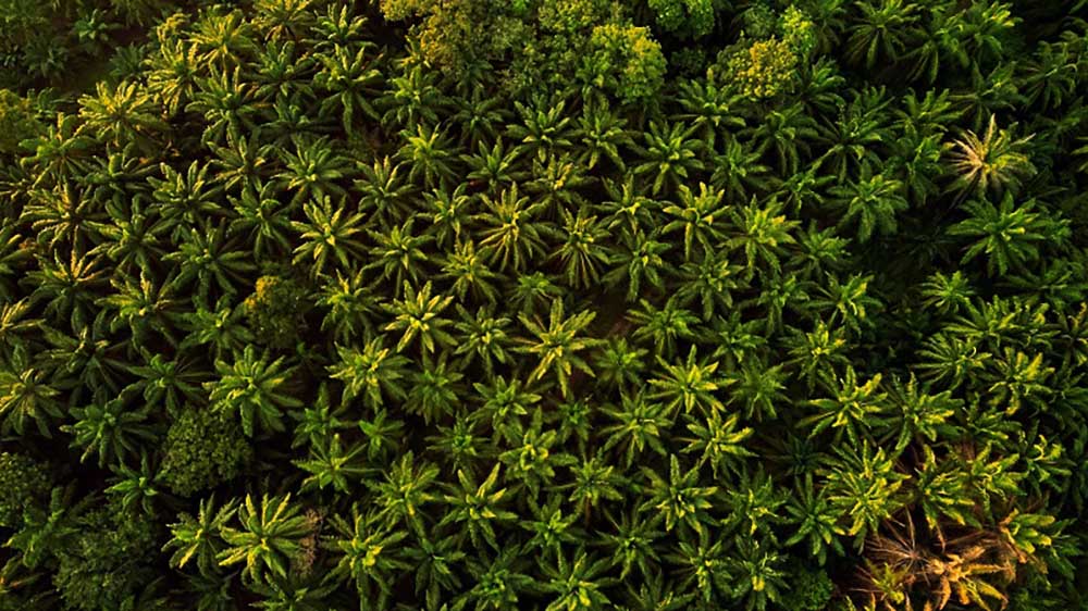 Bäume Pflanzen schädlich Klimakompensation Emissionen kompensieren Kritik Aufforsten Wälder schützen Monokulturen Biodiversität Artenvielfalt