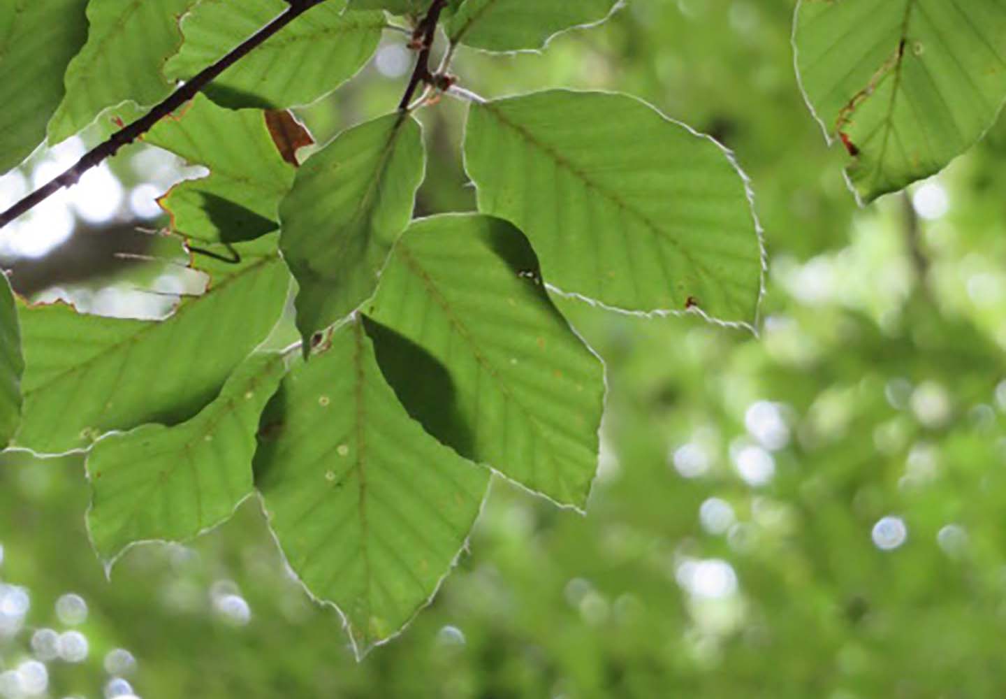 SAUBER Wald Detailfoto Blätter Wohllebens Waldakademie