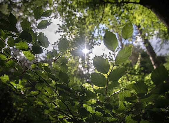 SAUBER-Wald: Blick in den Himmel