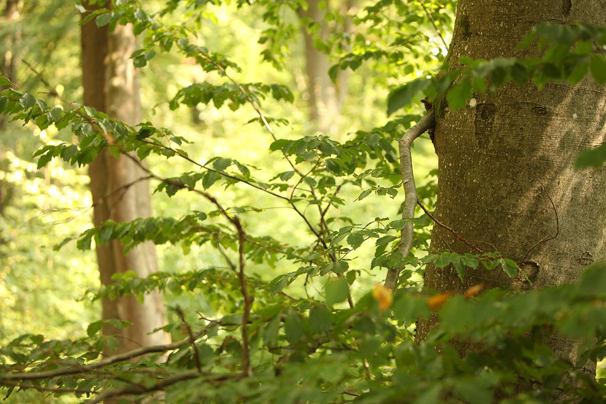Wald Baum Geocaching Geocache Mit Energie anpacken