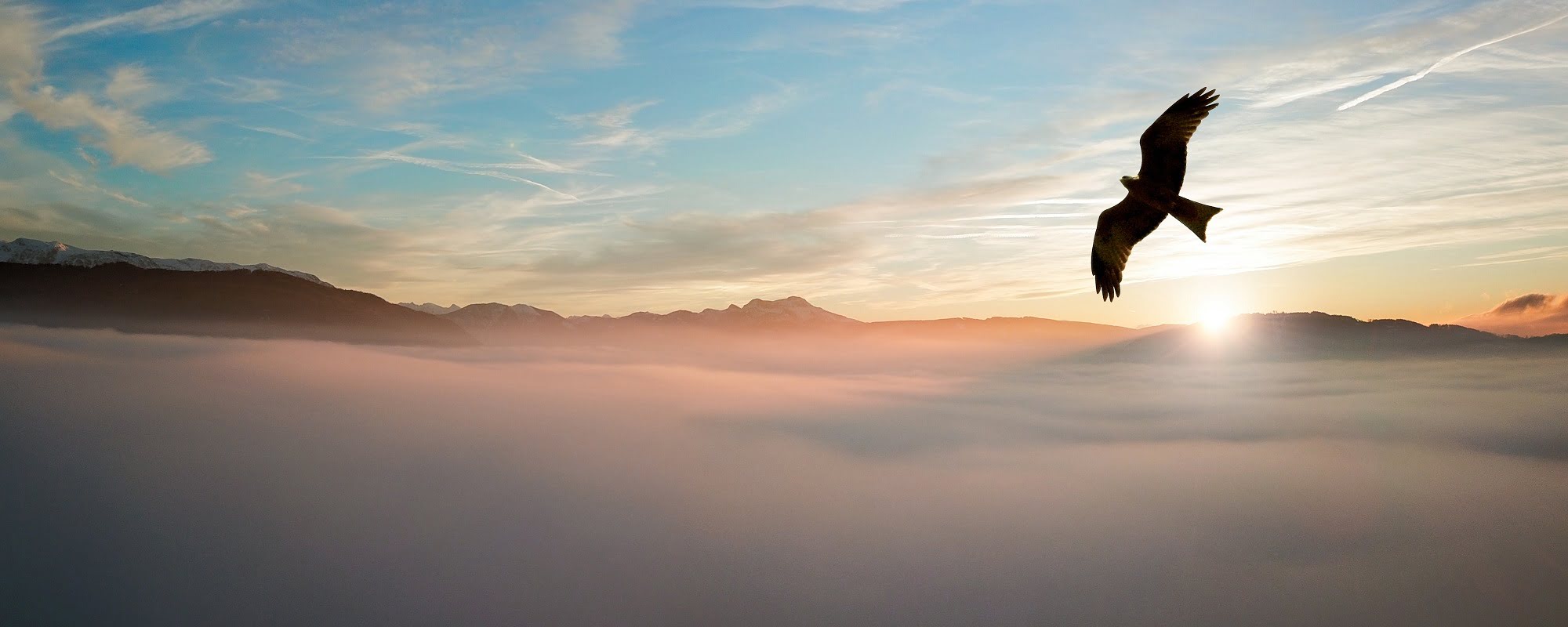 Vogel Horizont: Windräder und Vögel Fakten