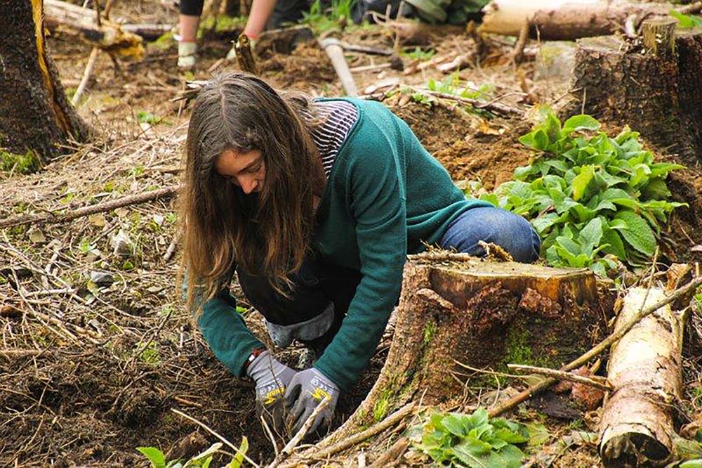 Waldumbau im Nationalpark Harz durch den Bergwaldprojekt e.V. mit Unterstützung der SAUBER ENERGIE
