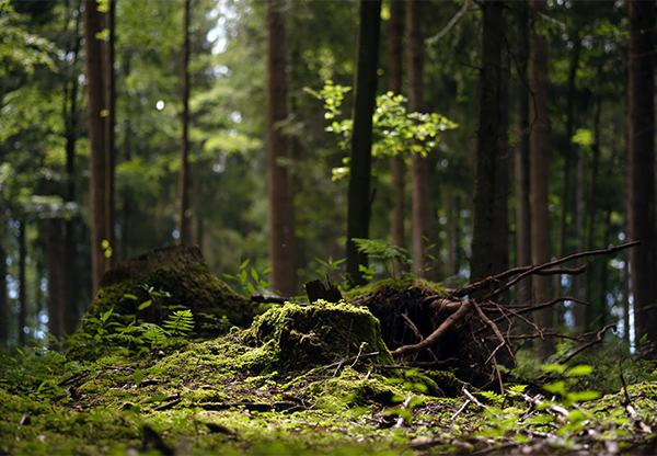 Wald Bäume Waldschutzprojekt Schwarzwald