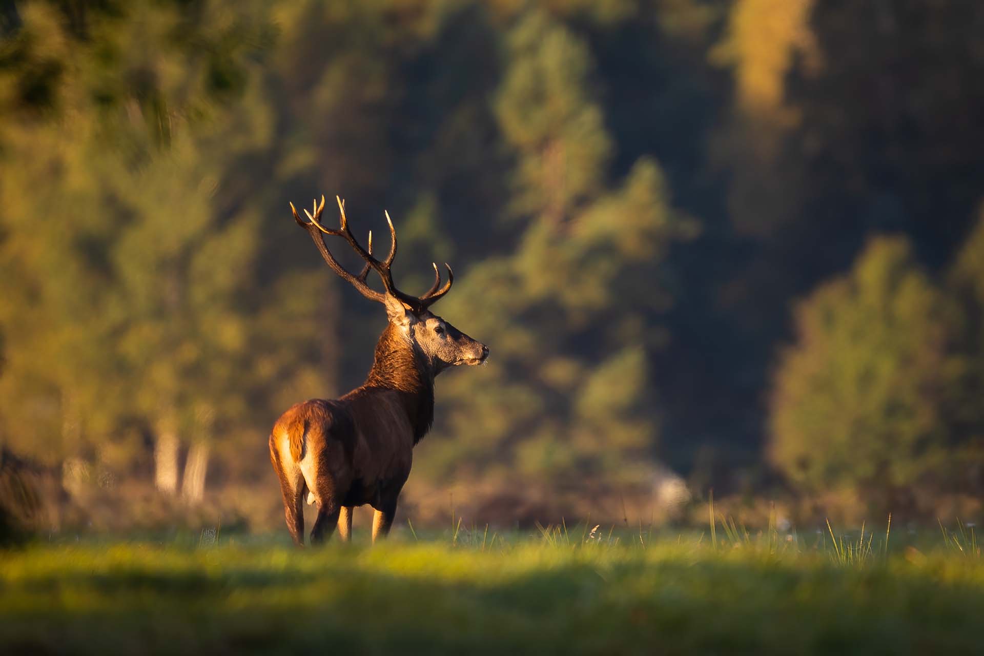 Funktion des Waldes Hirsch in der freien Natur