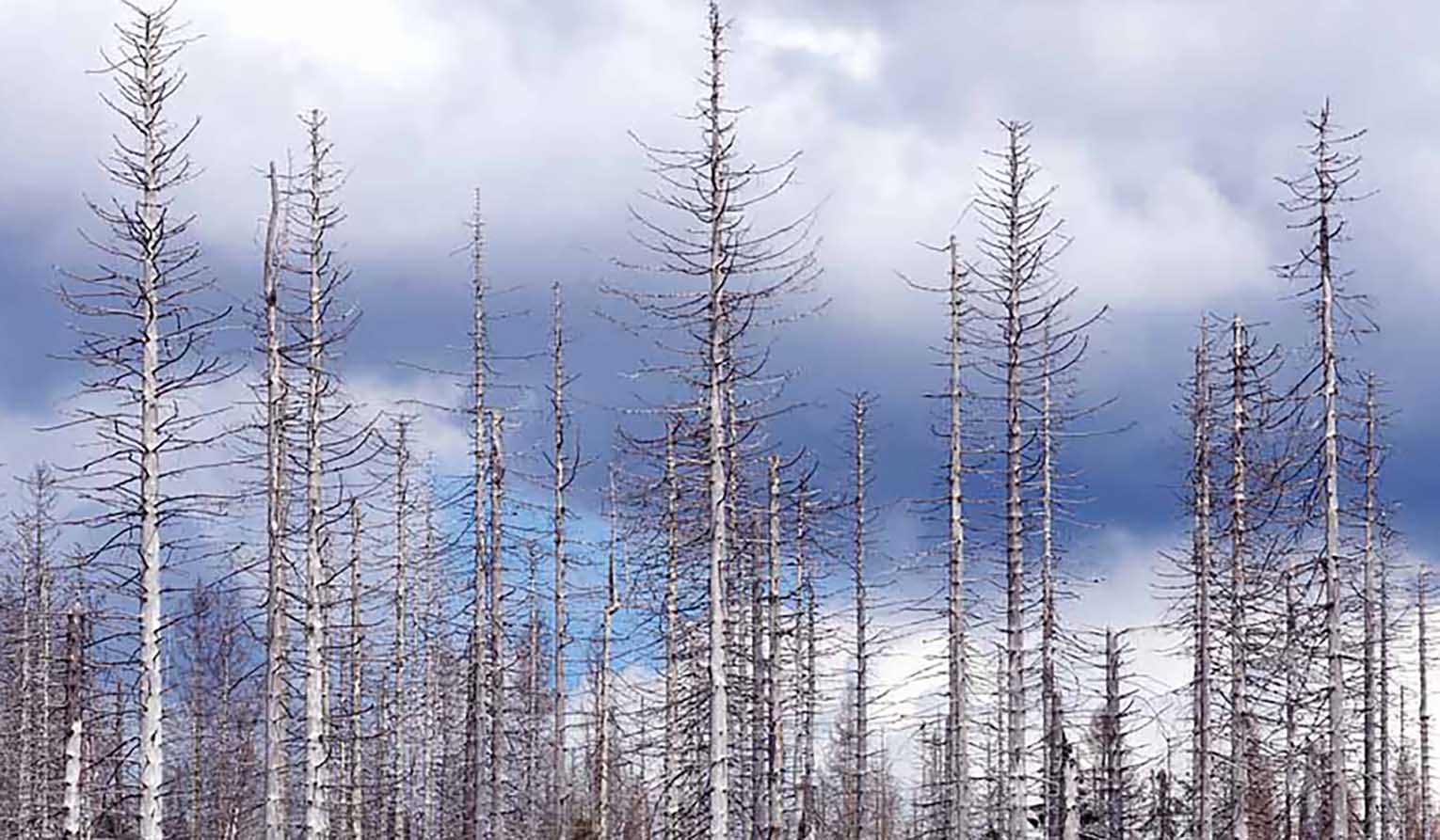 Fichtensterben Fichten Sterben Artenvielfalt Biodiversität Borkenkäfer Klimawandel Klimakrise