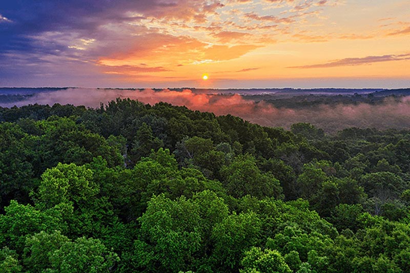 Regenwald-Bild: Nachhaltigkeit für das Leben an Land