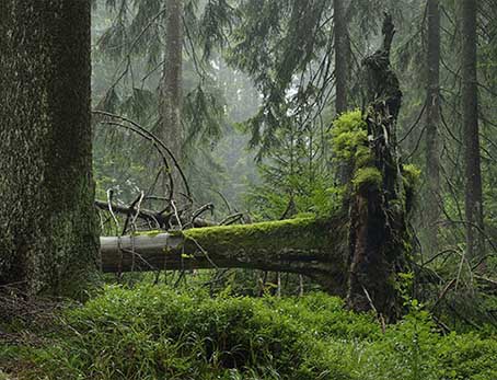 Waldwildnis Bäume Waldschutzprojekt Thüringen