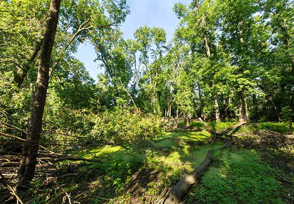 Elbe-Mulde-Tiefland Waldschutzprojekt Auenwald-Gebiet