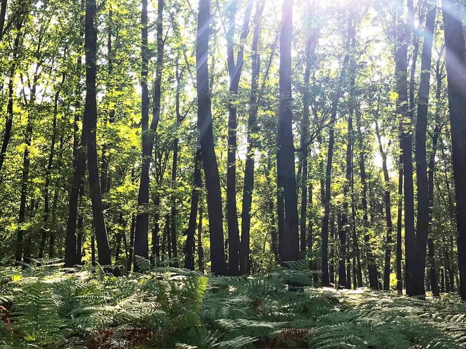 Sonnenlicht fällt durch Baumkronen: SAUBER-Waldpreis 2019 für Waldpädagogik und Projekte