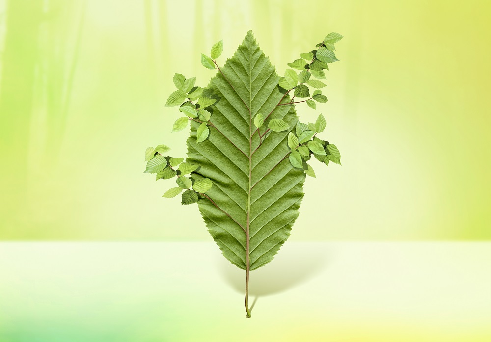 Blatt Flatterulme: Freund Baum