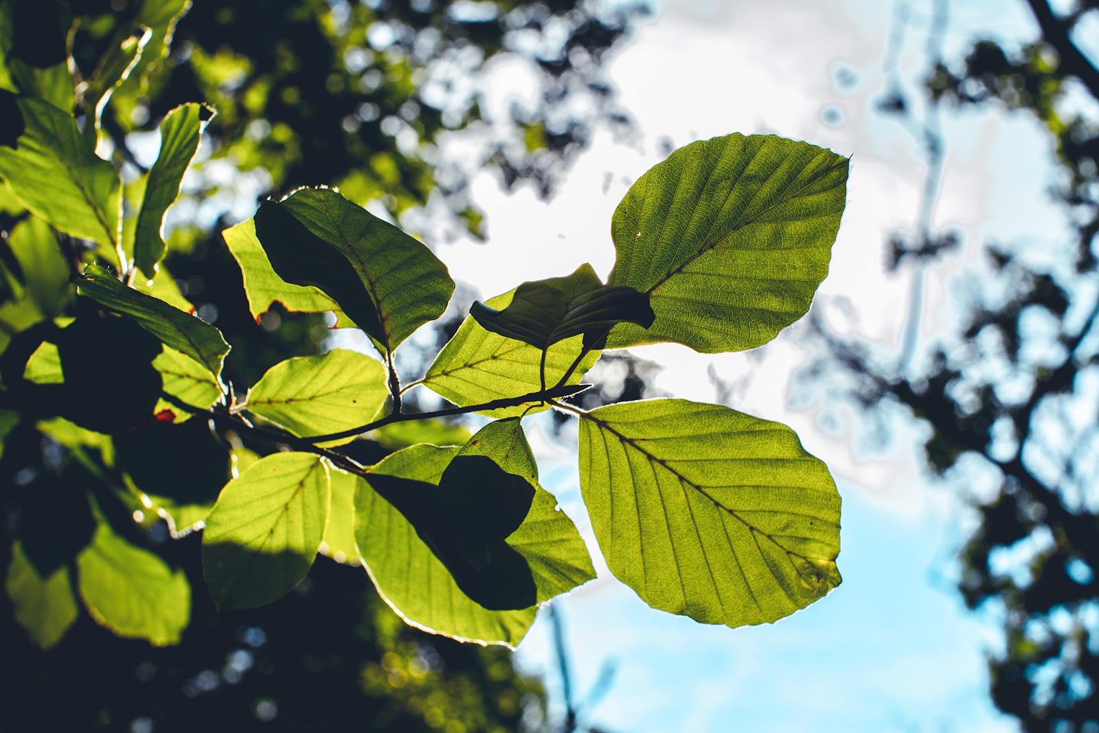 Photosynthese: Aus CO2 und Wasser wird Zucker und Sauerstoff