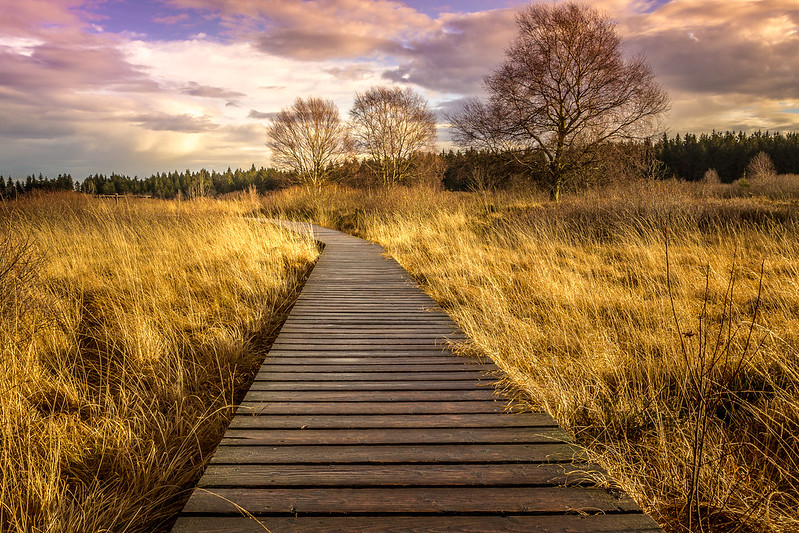 Klimablog Ökotourismus in Deutschland Steg im Wald