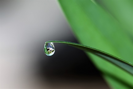 Wassertropfen Blatt: Im Garten Wasser sparen