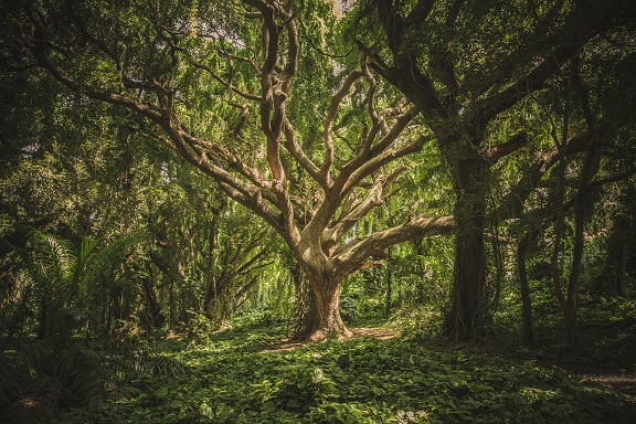 Wald Waldschutz Wald schützen SAUBER ENERGIE